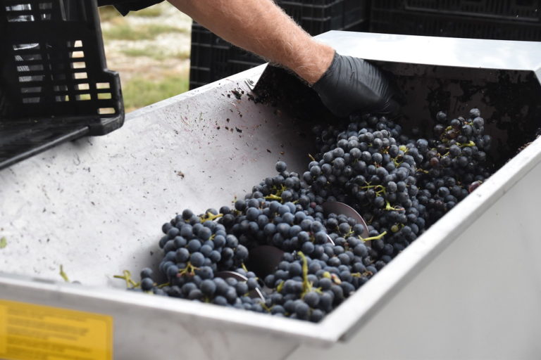 Crushing grapes - Monroeville Winery