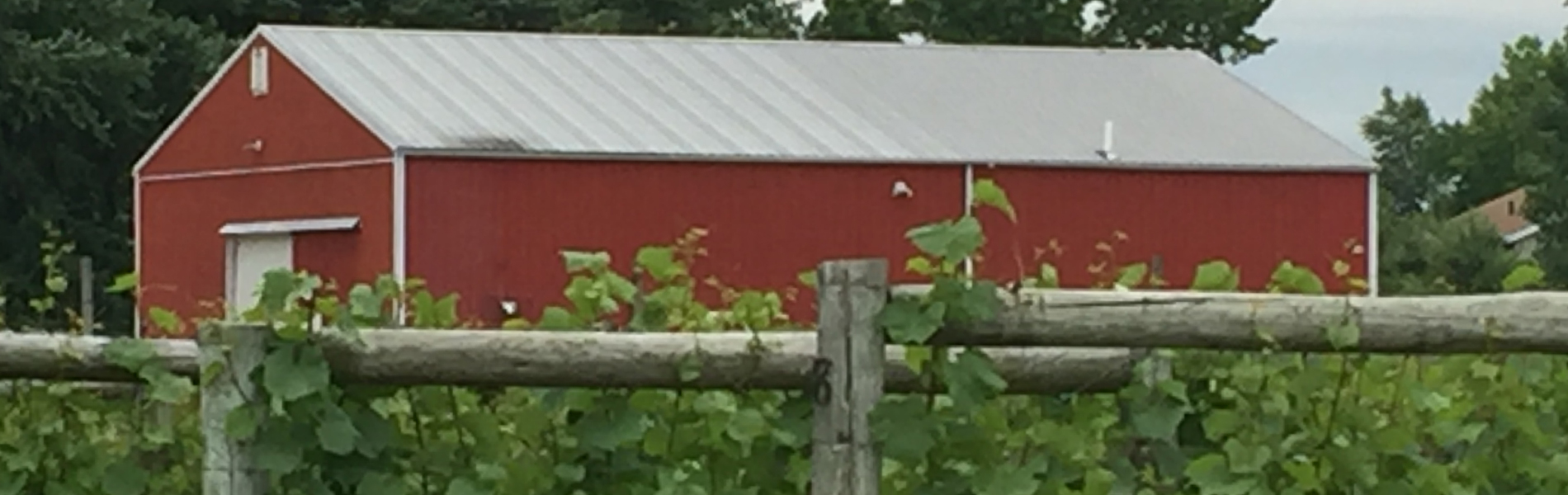 Monroeville Barn With Grape Vines